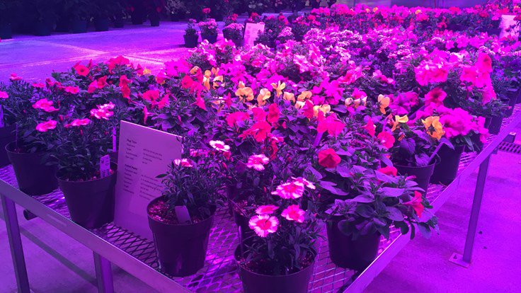 jdlighting's tweet photo. Lighting The Future https://t.co/RvGnmAzrMr by @GreenhouseMag #LED #Lighting #Plants #Spectrum https://t.co/zp8Mj5bzIQ