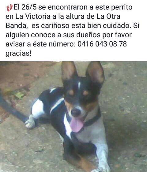 JackRussellVzla tweet picture