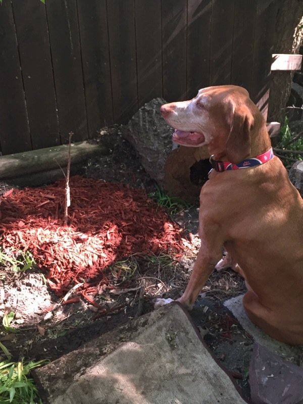 shopperann68's tweet photo. Thx @usbank #extra100 Iowa Songbird Shrubs Urbandale, Brooke &amp; fur baby Roscoe (in pic!) 2 Bur Oak planted! @spareusa @Treesftf https://t.co/fljL5cPDxX