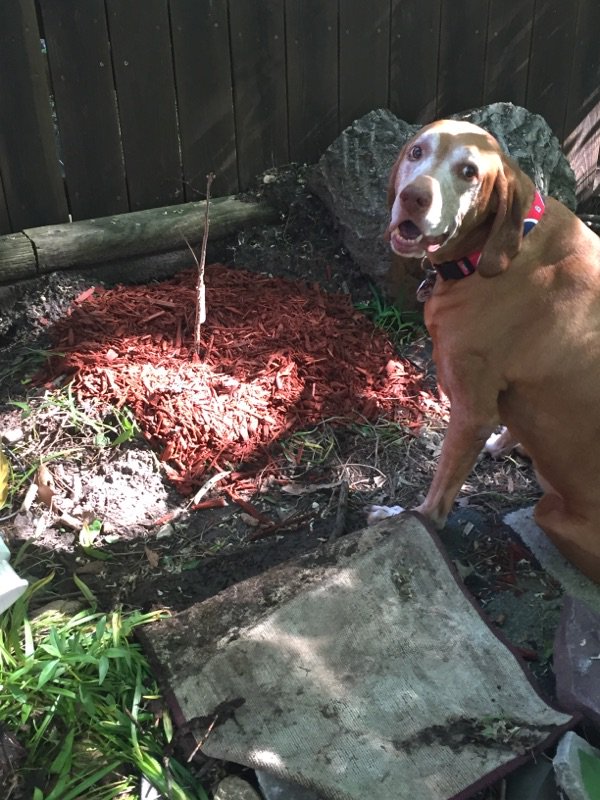 shopperann68's tweet photo. Thx @usbank #extra100 Iowa Songbird Shrubs Urbandale, Brooke &amp; fur baby Roscoe (in pic!) 2 Bur Oak planted! @spareusa @Treesftf https://t.co/fljL5cPDxX