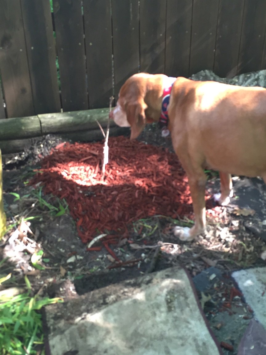 shopperann68's tweet photo. Thx @usbank #extra100 Iowa Songbird Shrubs Urbandale, Brooke &amp; fur baby Roscoe (in pic!) 2 Bur Oak planted! @spareusa @Treesftf https://t.co/fljL5cPDxX