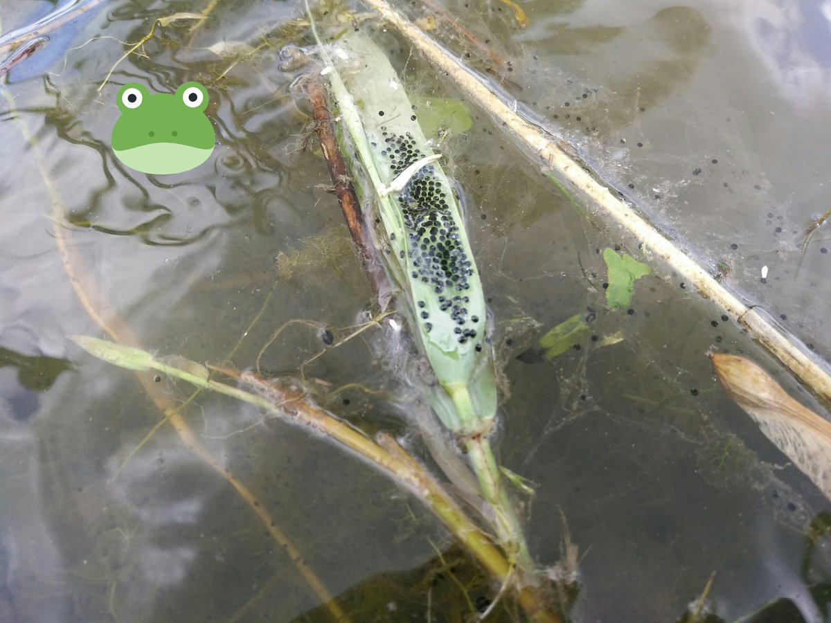 Thousands of Bull Frog eggs today!