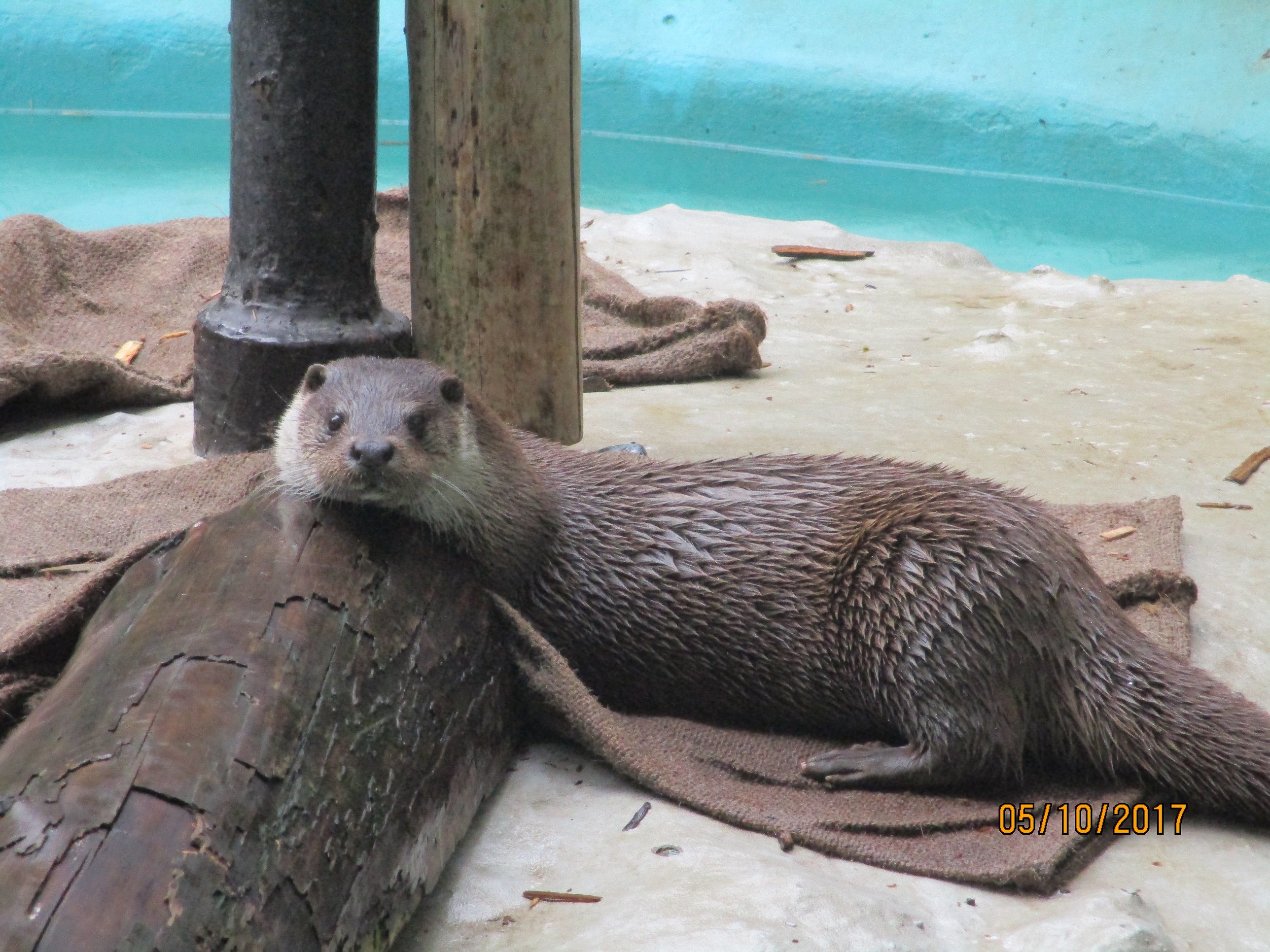 上野動物園 公式 今日はworld Otter Day 世界カワウソの日 です 本日11時30分よりユーラシアカワウソに ドジョウをプレゼントします 上野動物園では うめ もも さくら 3姉妹のユーラシアカワウソのを飼育展示しています 食べ方 捕まえ方を