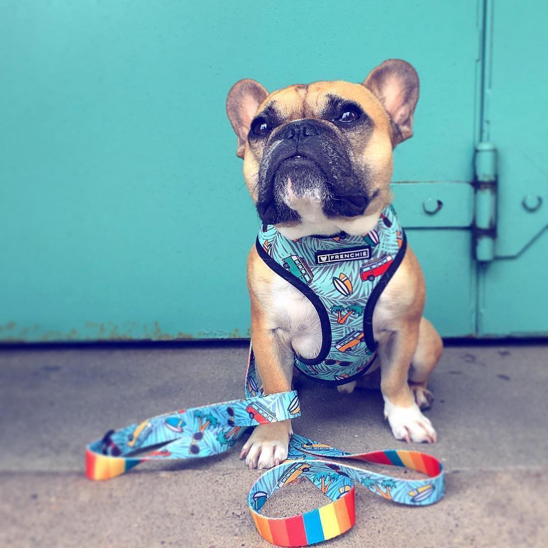 reversible frenchie harness