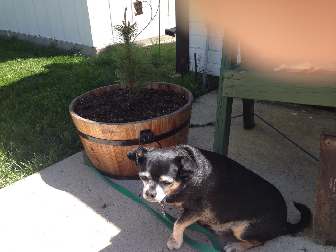 shopperann68's tweet photo. Thx @usbank #extra100 Iowa Songbird Shrubs Carroll, Nancy &amp; fur baby Pudgy (in pic!) 2 White Pine tree seedlings planted! @spareusa #birds https://t.co/G0BsMtgfHp