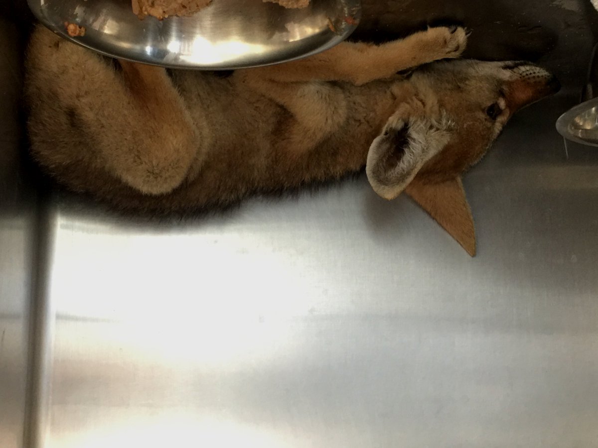 Qassignmentdesk's tweet photo. #CutenessAlert: Coyote pup impounded at animal shelter in #JurupaValley #RCDAS https://t.co/iu9TyY8Yub https://t.co/GvbihwAop6