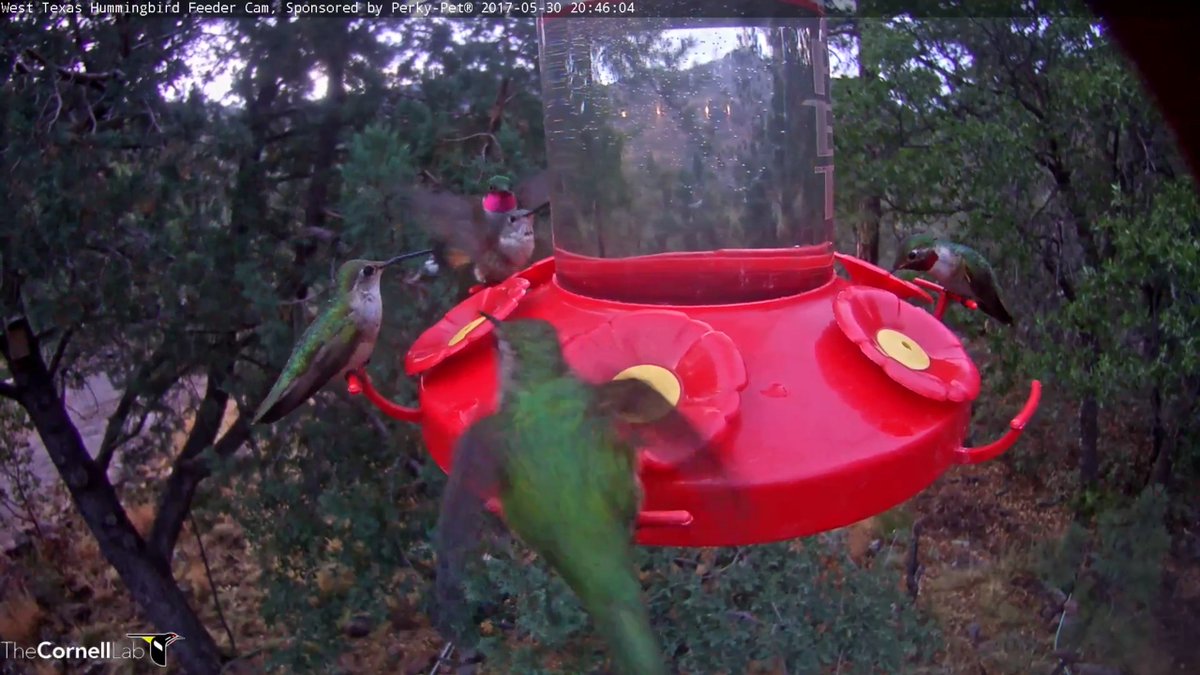Eagle_nut's tweet photo. @TexasHummers  Bonding at the feeder https://t.co/Lo6KIu4e6a