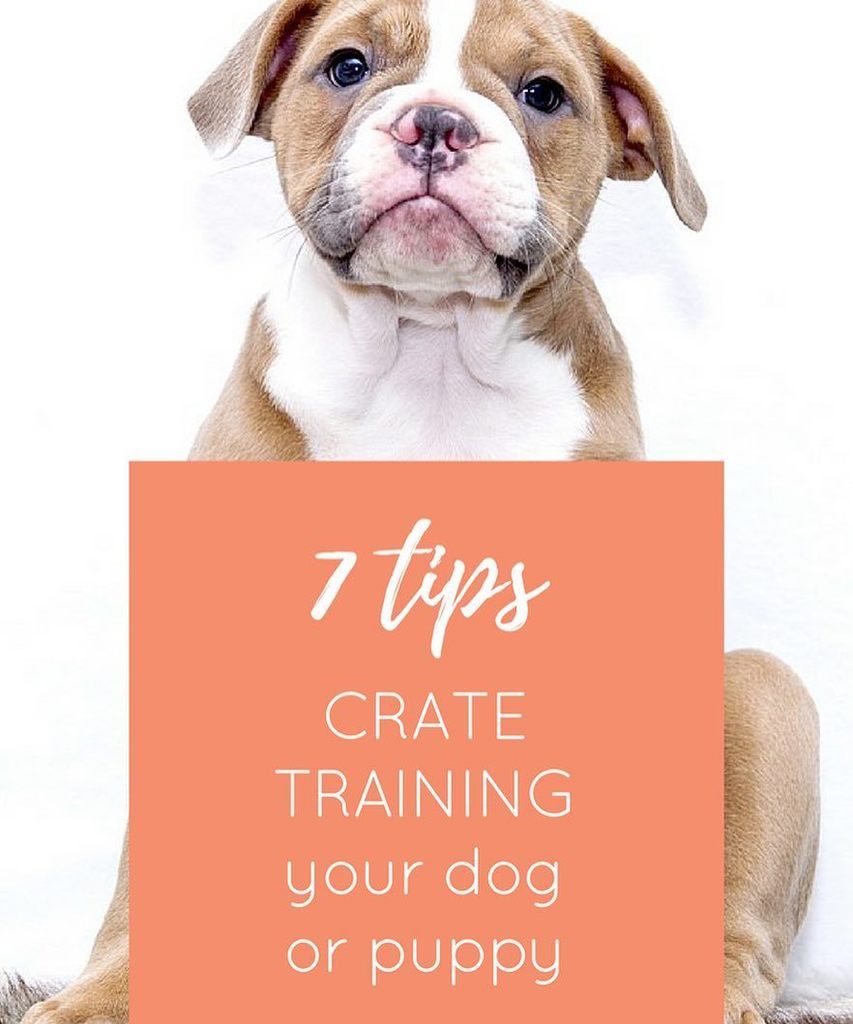 lolathepitty's tweet photo. Crate training tips! This was by far one of the best things I did with Lola and Rio...and to this day Lola loves h… https://t.co/HcTbsxw8gb https://t.co/nKosVBob1T