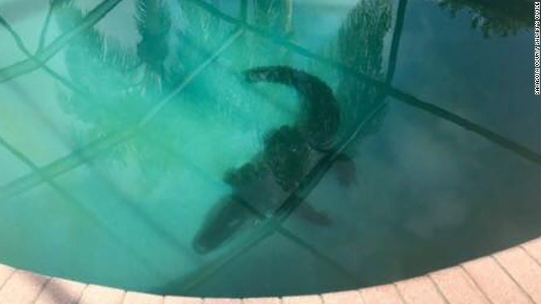 CNN's tweet photo. Look before you leap. A family found this 8-foot alligator in their Venice, Florida, swimming pool https://t.co/l3Oacpb7ES https://t.co/ikaTP8qAPp