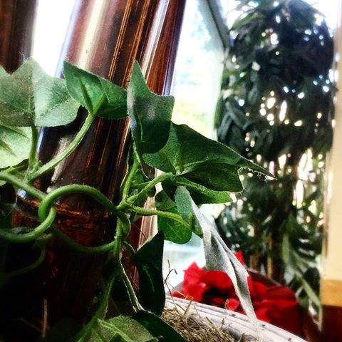 Daun dan batang dikepang sama mommy @Yunita_Yanti99 look's awesome, right now! #plants #greener #O2 #mydailyactivity