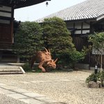 どういうコンセプトなの？ｗお寺に恐竜がいると話題に!