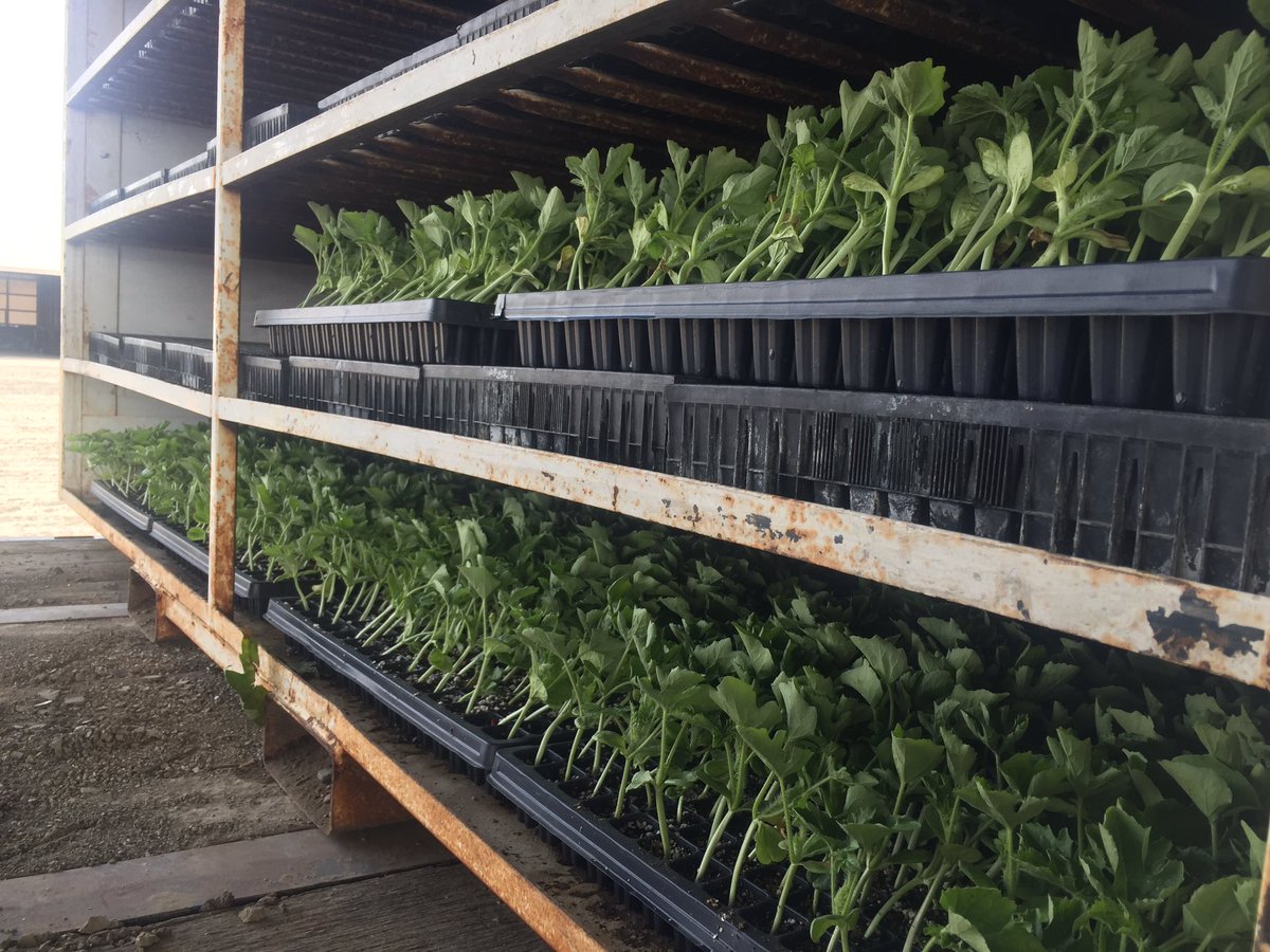harvestport's tweet image. Watermelon transplants in #losbanos with @BowlesFarming @agtechleader @agdataleader