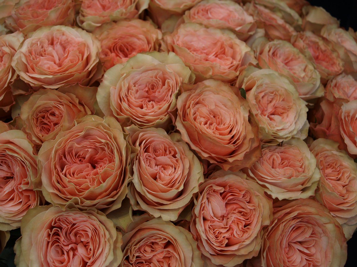 Kenya's market share in flower export is growing year by year. Our latest blog post is about floriculture in Kenya.
flowercompanies.com/blog/flower-ex…