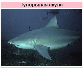 spacemicroo's tweet photo. -Опиши себя одним животным
- https://t.co/EYXFKiQLr1