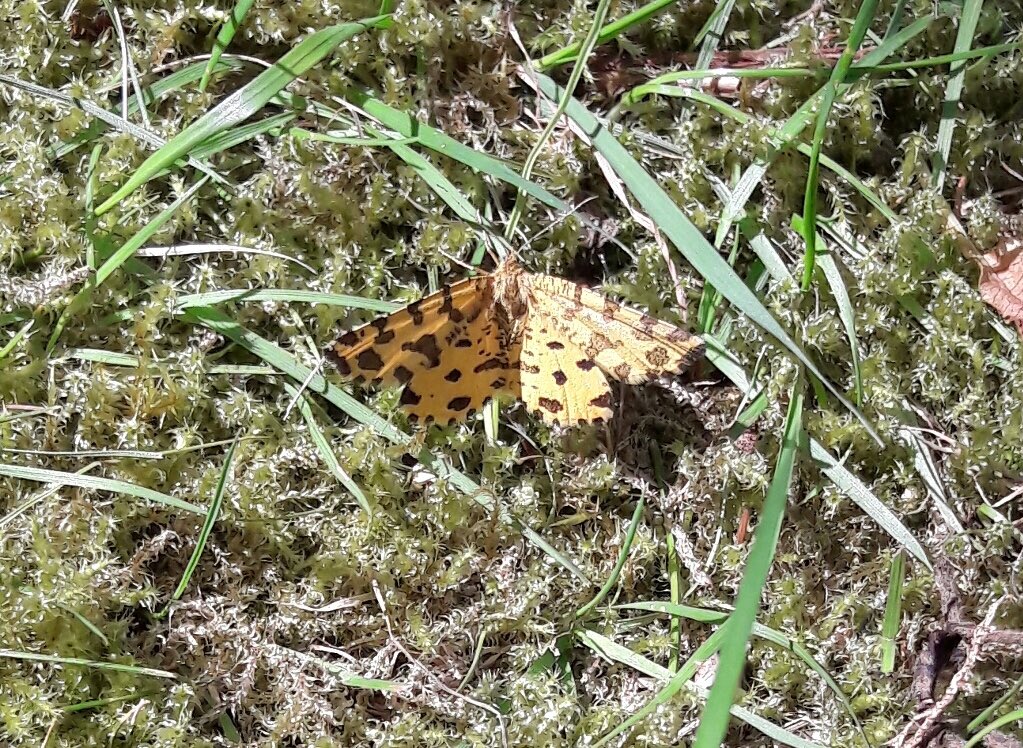 Semaine Insect Week tweet media