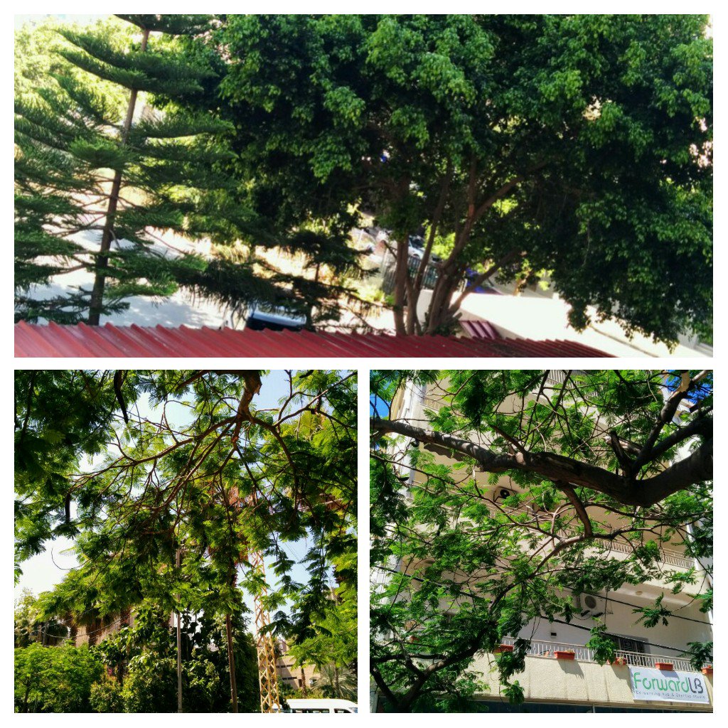 Beautiful day ☀ had a walk near <a href="/ForwardLB/">Forward Lebanon</a> 🌲🌳✨🐦🌻🐝 love the greenery around 🐤🌷