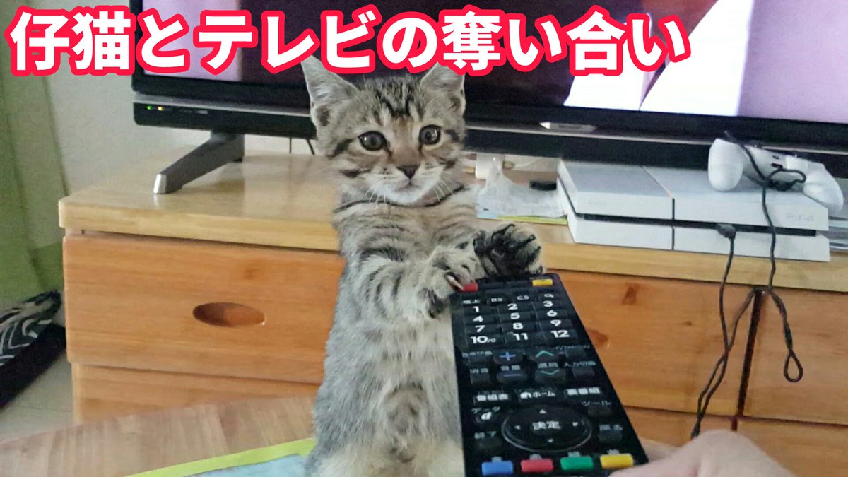 動画「仔猫とテレビの奪い合い」を公開しました。
youtu.be/7t7s-MwKv2Q

#仔猫動画