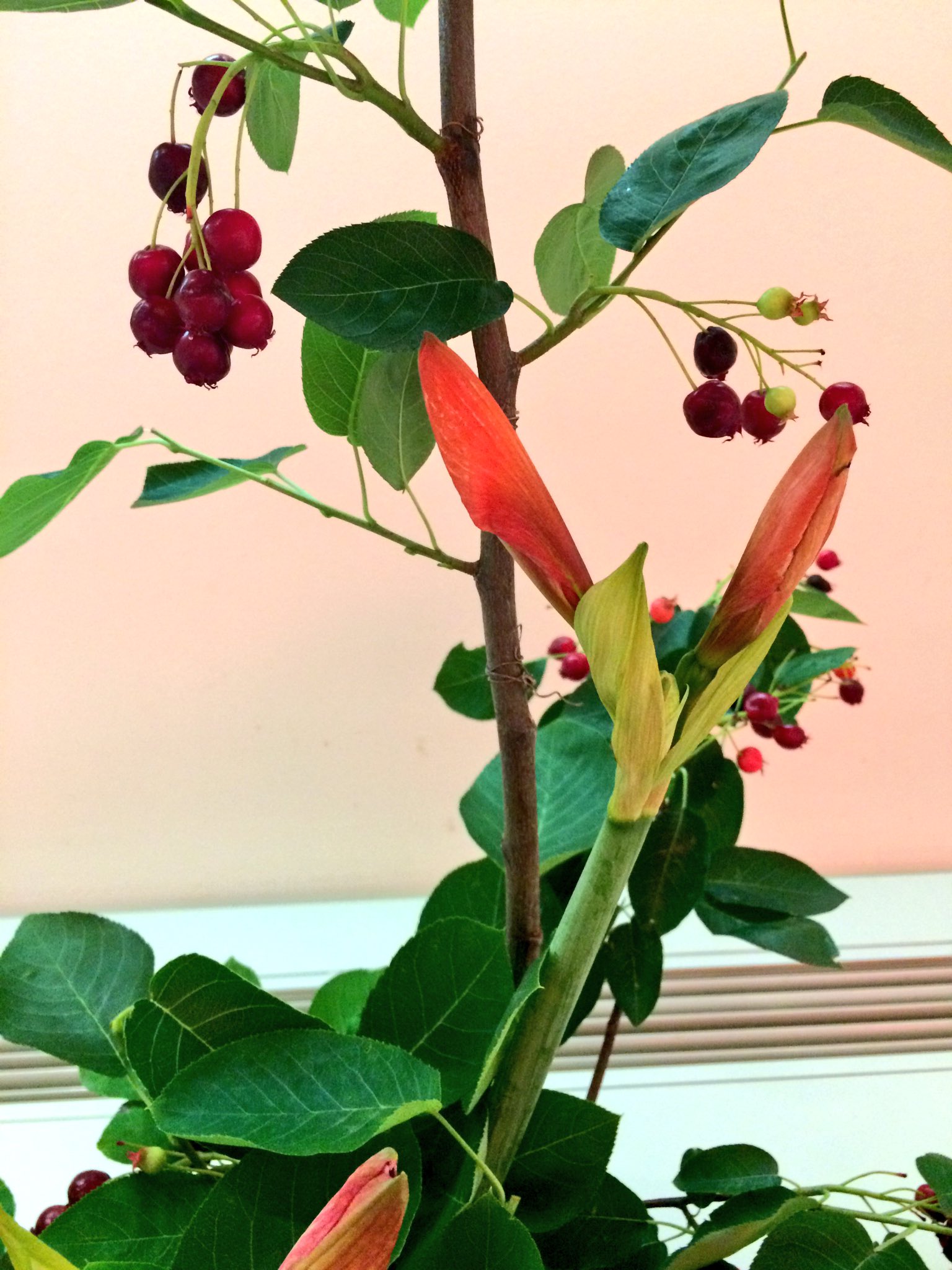 徳川美術館かろやかツイート 夏らしさいっぱいの今週のお花はジューンベリーとアマリリスです ベリー 系の生け花って なんでこんなにキュートなのでしょう 食べるの と驚かれつつ一粒貰ったら 口の中でプチっと甘ーい味がしました 美味しかった