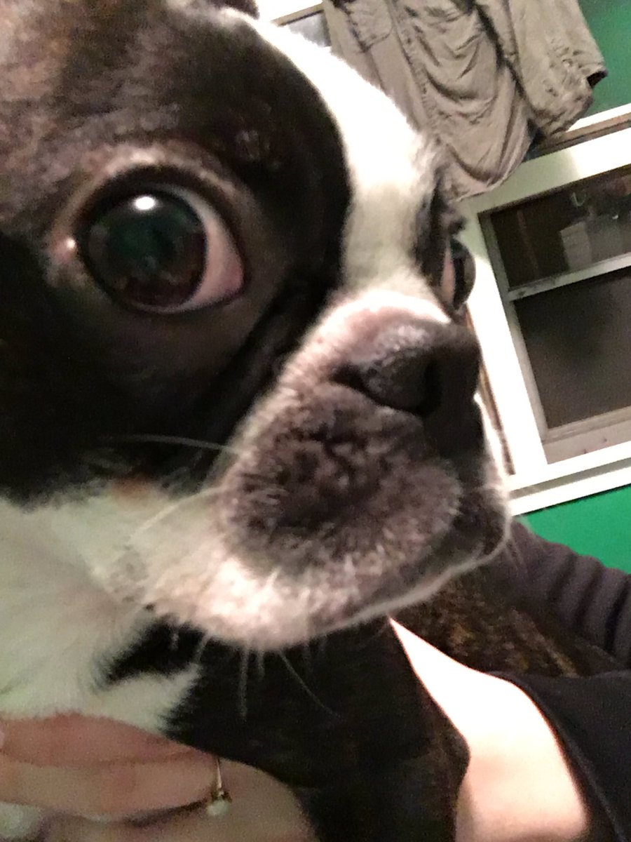 maggie_schmitz's tweet photo. The look when you just ate three rolls of paper towels, but you just heard the treat jar open. https://t.co/EfdTbDWkAi