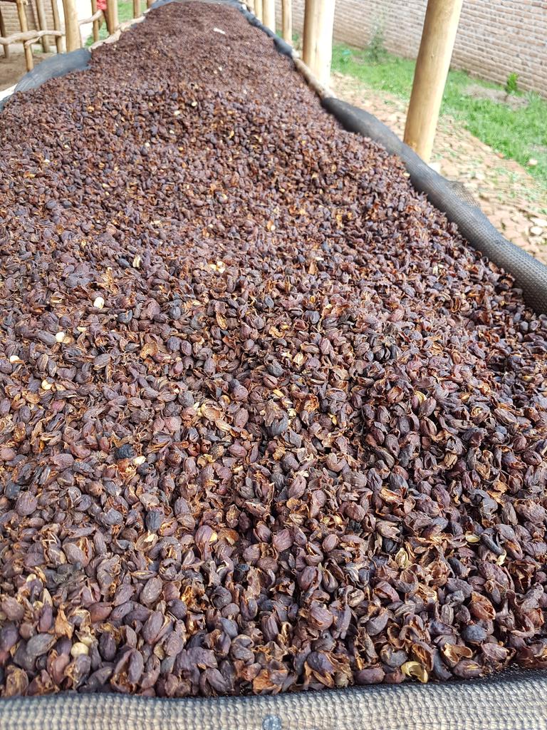 Cascara new crop from mbirizi CWSNew Crop