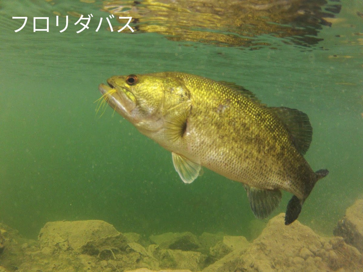フロリダバス