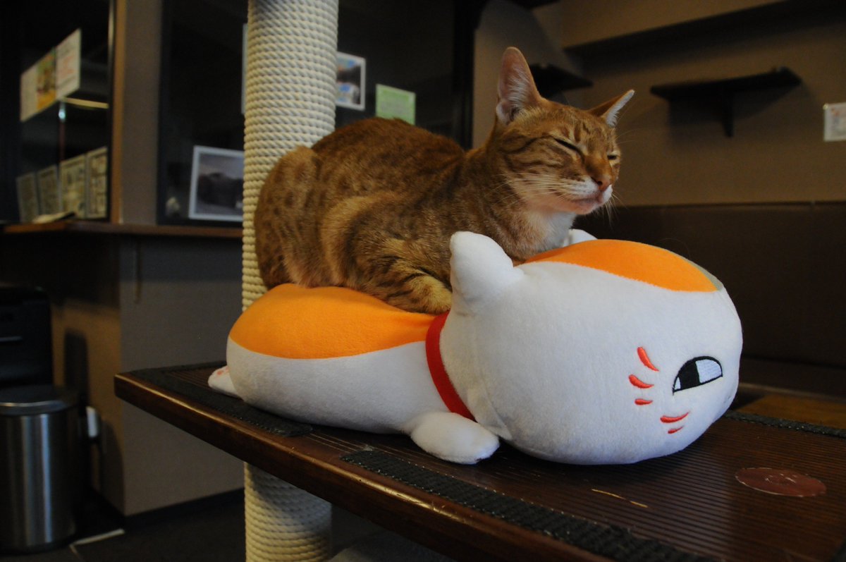猫カフェ きゃりこ No Twitter 猫って器用ですよね にゃん 先生に乗って寝るあんずとペーパータオルの箱に収まって寝るぅ キャットタワーでヒュウガと相席の上にふみふみクッションに乗って寝るケメ子です 猫カフェ きゃりこ 新宿 オシキャット ソマリ 猫カフェ きゃりこ No Twitter 猫って器用ですよね にゃん 先生に乗って寝るあんずとペーパータオルの箱に収まって寝るぅ キャットタワーでヒュウガと相席の上にふみふみクッションに乗って寝るケメ子です 猫カフェ きゃりこ 新宿 オシキャット ソマリ