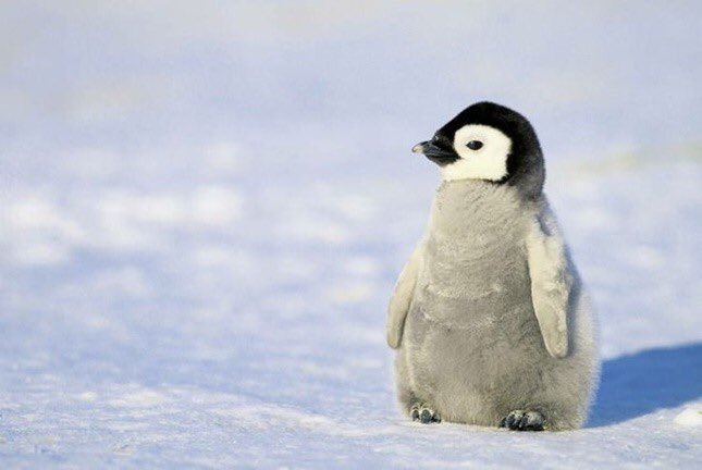 かわいいペンギン