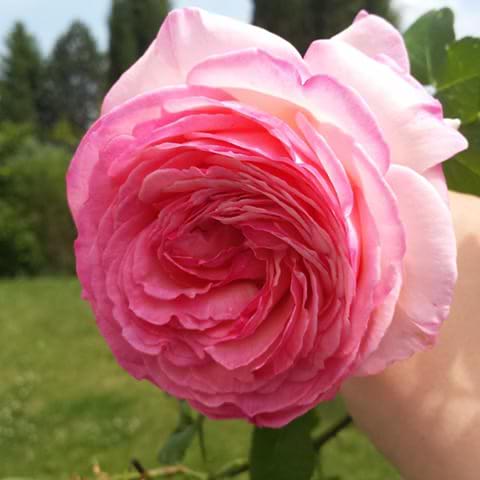 Me and my mood. Rose in the beginning of summer (I guess. Feels so hot today)