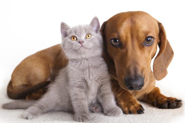 Guarda il Video: baubaunews.com/miscellanea/ca…>Cambia il modo di guardare alla famiglia: lâimportanza degli animali domestici