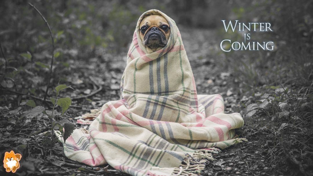 getfetchbox's tweet image. 🍂 Last day of Autumn - hello #Winter! Please don't get too 🌶!!

#snow