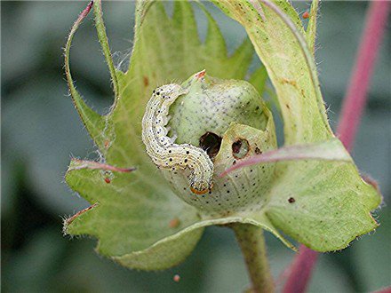 FuturePostNews's tweet photo. Non-compliance of guidelines led to resistance ... #Bengaluru #Bollworms #CottonPest #CultivationBollgard #Kranthi https://t.co/AhWK8yp9Fh https://t.co/nAnhpXai88