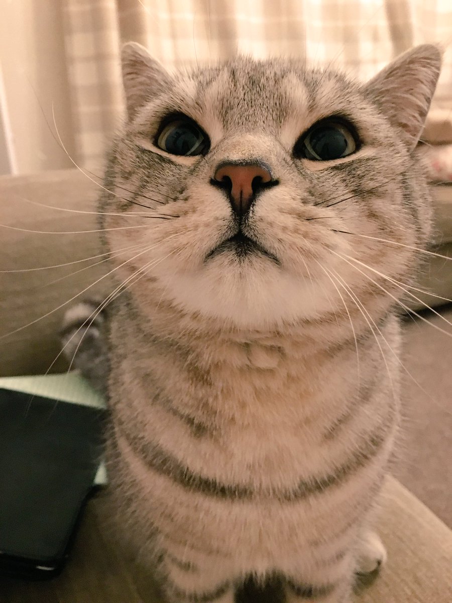 Cat selfie 🐱