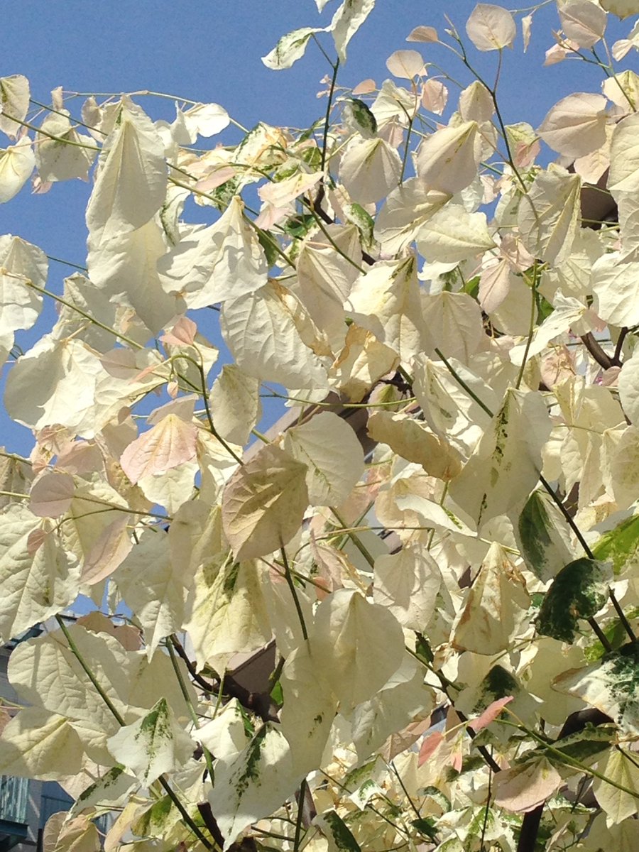 ヤマボウシ３ 白い葉っぱの木に遭遇しました 遠くから見ると花が咲いたようです ネットで検索しましたが今ひとつ名前が分かりません 夏になったら緑になるのでしょうか 白い葉 T Co Auycsulbhr Twitter