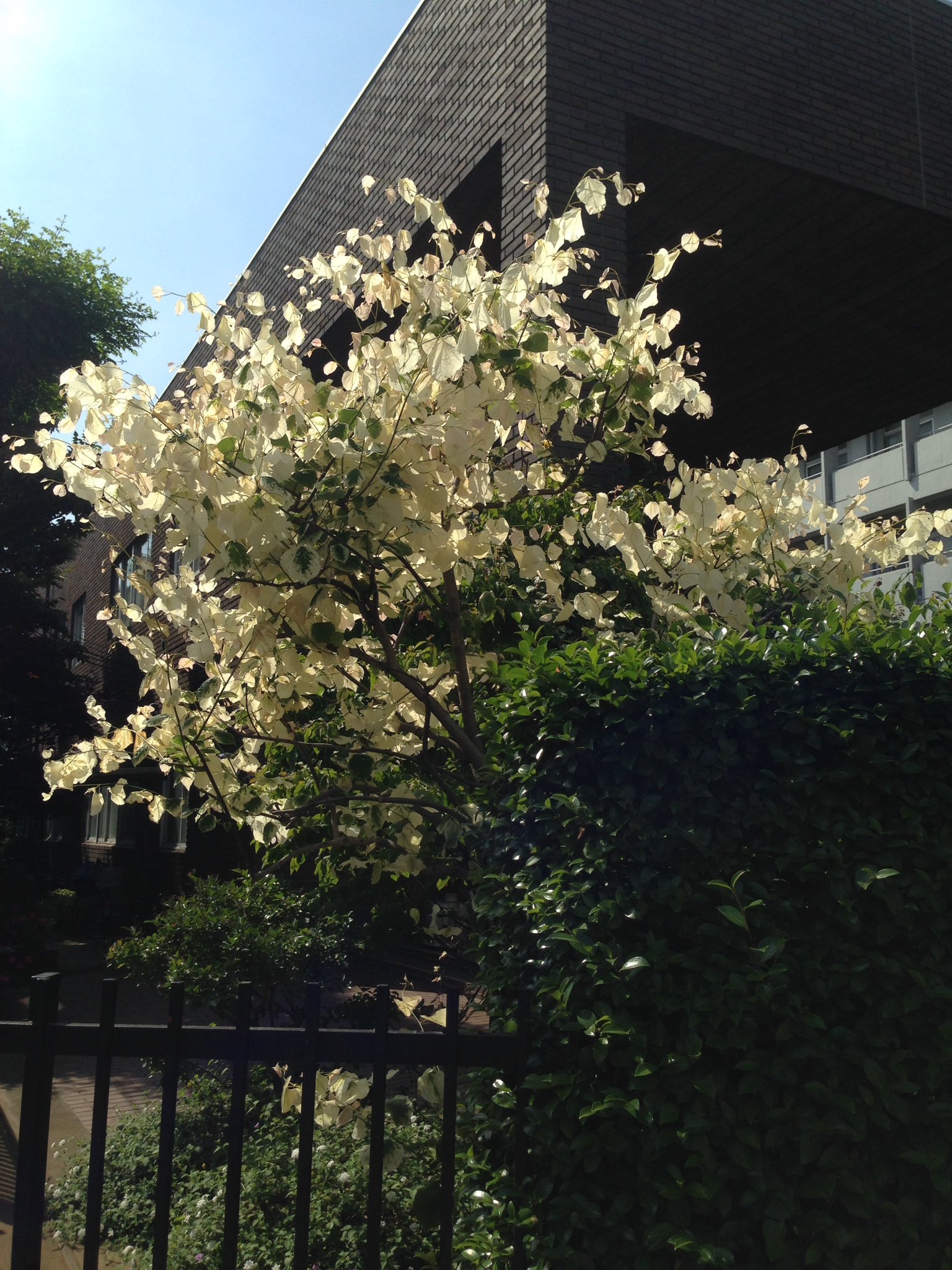 ヤマボウシ３ 白い葉っぱの木に遭遇しました 遠くから見ると花が咲いたようです ネットで検索しましたが今ひとつ名前が分かりません 夏になったら緑になるのでしょうか 白い葉 T Co Auycsulbhr Twitter