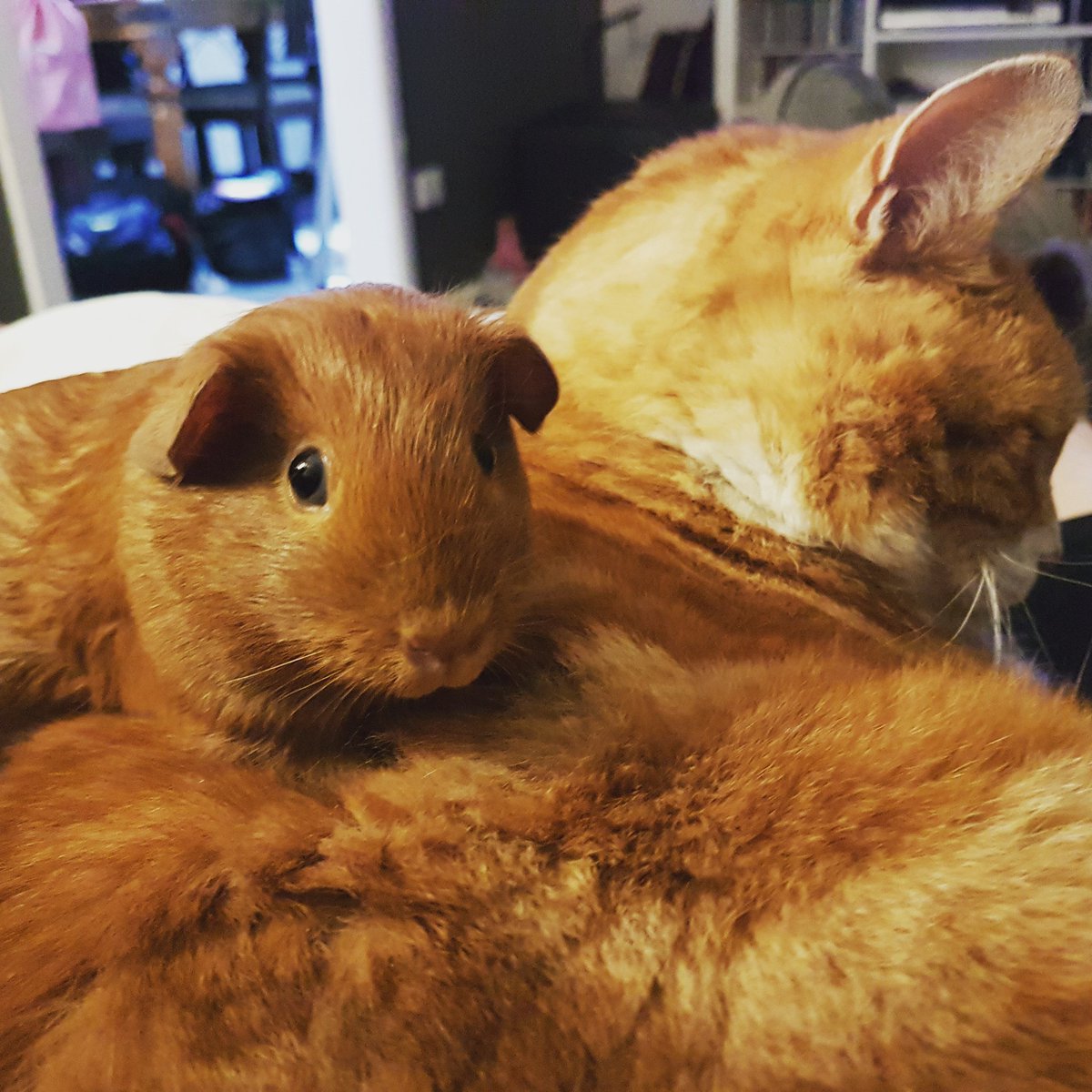 abulizey's tweet photo. In a Trumpified world, everyone needs a pic of a guinea pig on a cat. You're welcome. #cavies #CatsOfTwitter #tolerant #riddlesmith https://t.co/CIAmaIcD4z