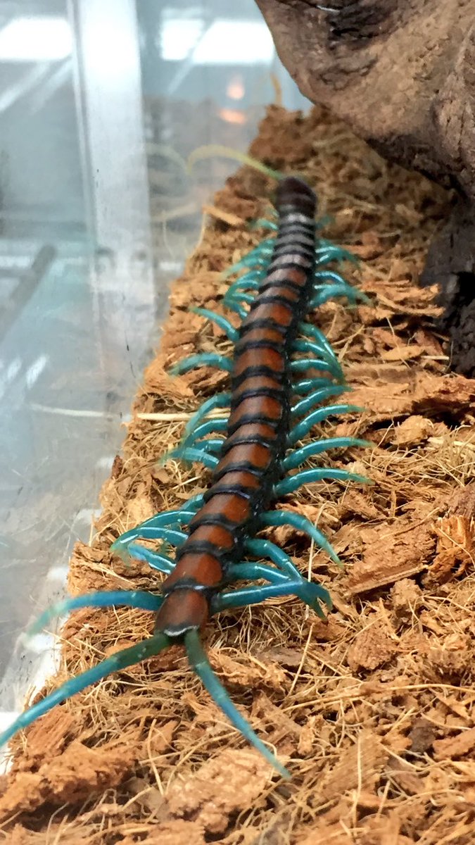 美しいのひと言です… 【築地】 #ハイナンミントブルーレッグオオムカデ