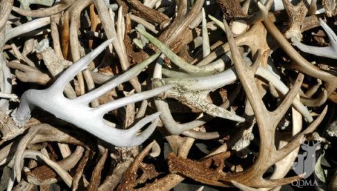 deerassociation's tweet photo. Mature antlers are composed of approximately 22% calcium and 11% phosphorus. #DeerFacts https://t.co/PFVzlCmfCL