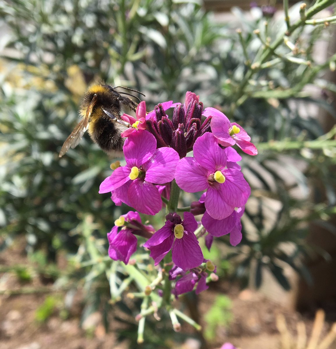 BPSinBloom's tweet photo. The bees are definitely enjoying the half term sunshine! I hope you are too.🐝#ourbloom
@BoothferryPS @britishbee https://t.co/zXqapz6P38