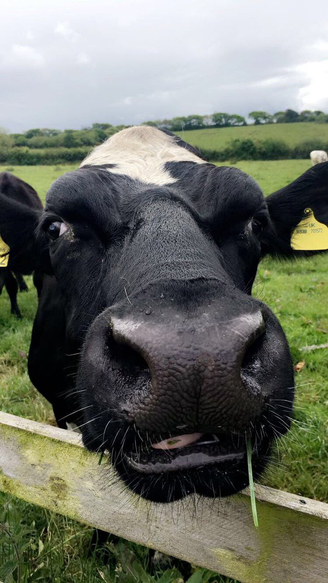 When you accidentally open the front camera... 
#Moo #Rural #Happy #HumpDay 🤣