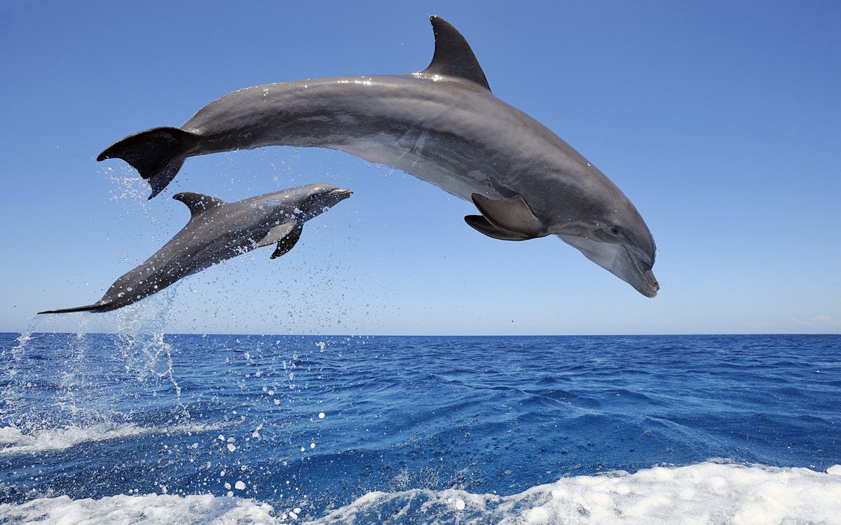 BabiiApps's tweet photo. It's time to learn about sea mammals!
Download now, play&amp;learn - https://t.co/31on6M6fIF
#kidsapps #kidsgames #iphoneapps https://t.co/pFTBaizE9G