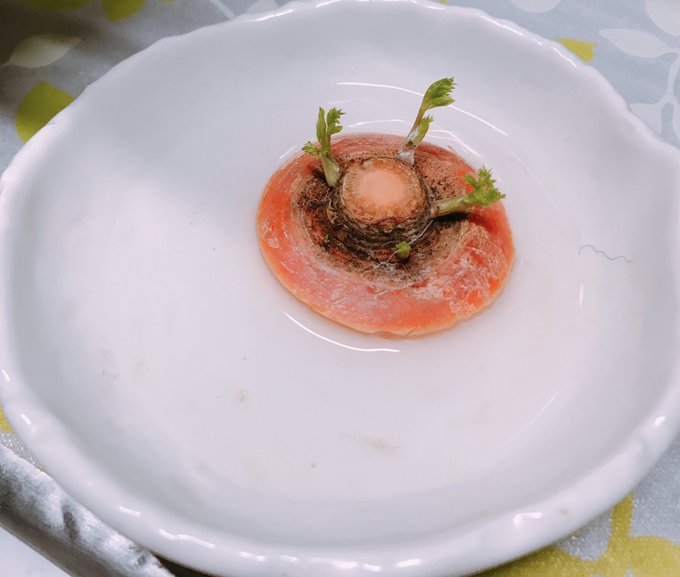 にゃほ Srkrdisk 17年05月 Twilog