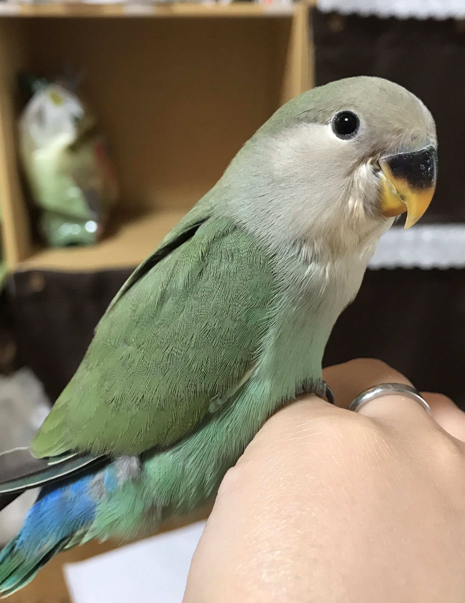 ちぃた در توییتر 我が家にコザクラインコさんをお迎えして2週間ちょっと経ちました だいぶ慣れてくれて手の上で寝てくれる 1ヶ月半の子で名前は ずんだ さん お店の人はノーマルだから段々顔が赤くなるって言ってたんだけど本当に赤くなるんかな 今の所 ちぃた در توییتر 我が家にコザクラインコさんをお迎えして2週間ちょっと経ちました だいぶ慣れてくれて手の上で寝てくれる 1ヶ月半の子で名前は ずんだ さん お店の人はノーマルだから段々顔が赤くなるって言ってたんだけど本当に赤くなるんかな 今の所
