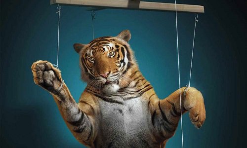 _Naeray's tweet photo. Nous avons propulsé le #HuileDePalmeNonMerci en TT 7 fois, tous ensemble.
Ce vendredi, plaçons le #NonAuxCirquesAvecAnimaux en TT, ensemble. https://t.co/eWRB6xvCdn