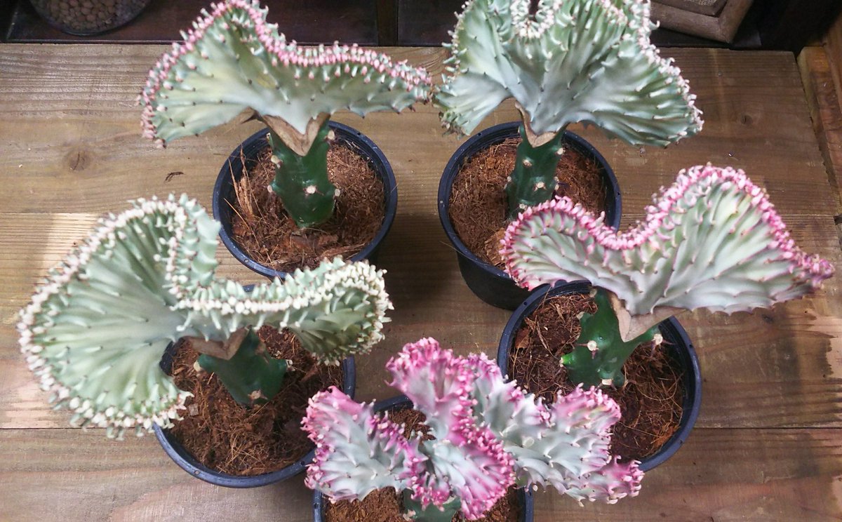 ブラウンマーケット 本日紹介する植物たちはコチラ ユーフォルビア属ラクティア クリスタータ 3500円 流通名 大明神 マハラジャ 毒々しいけど美しい 上下違う植物を組み合わせ寄生で育てる方法の接ぎ木で育てた 綴化させるという二重の ブラウンマーケット 本日紹介する植物たちはコチラ ユーフォルビア属ラクティア クリスタータ 3500円 流通名 大明神 マハラジャ 毒々しいけど美しい 上下違う植物を組み合わせ寄生で育てる方法の接ぎ木で育てた 綴化させるという二重の