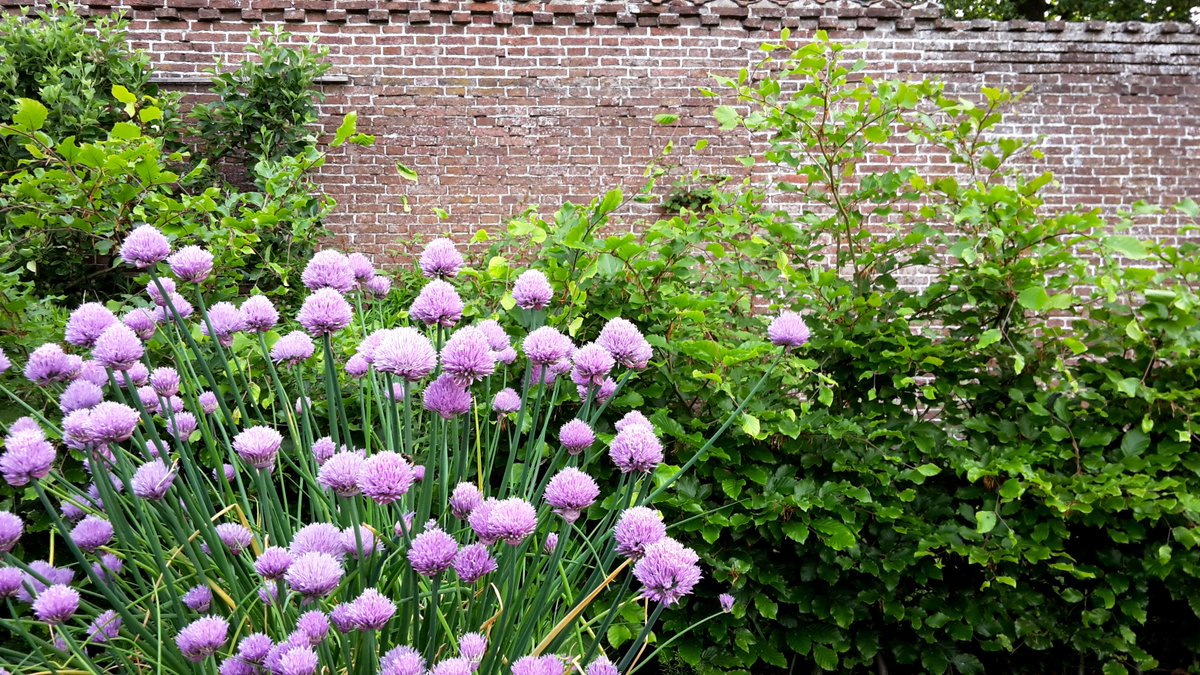 Wat ligt de kruidentuin in de Leidse tuin er mooi bij nu..