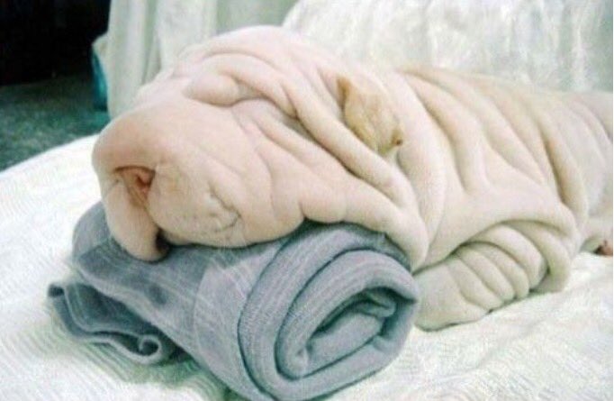 CreaturesViral's tweet photo. Shar Pei looks like a towel 😂😂😂 #TowelDay #Towel #sharpei #dogs #dogsoftwitter https://t.co/eNyUHyc0uR