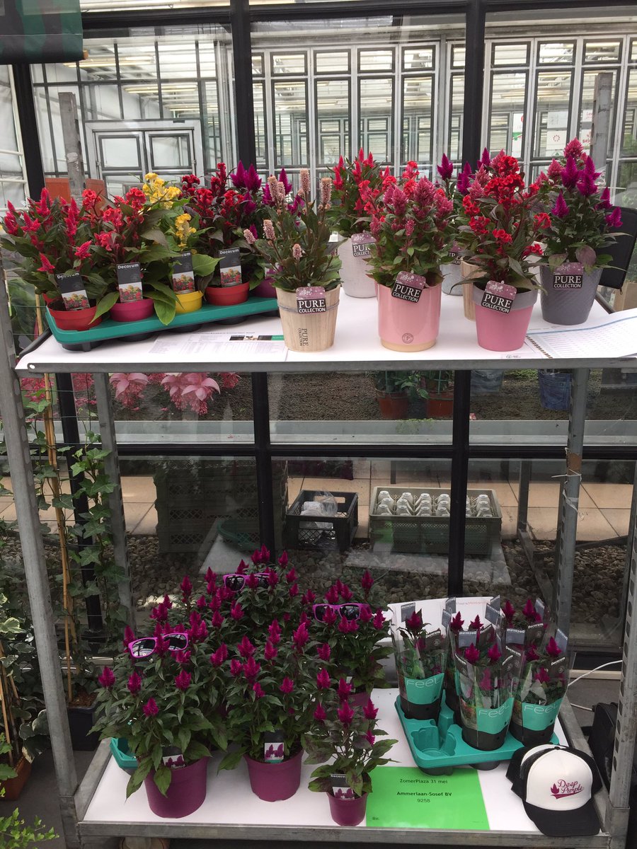 Vandaag 'shinen' bij de SummerPlaza van <a href="/FloraHolland/">Royal FloraHolland</a>
