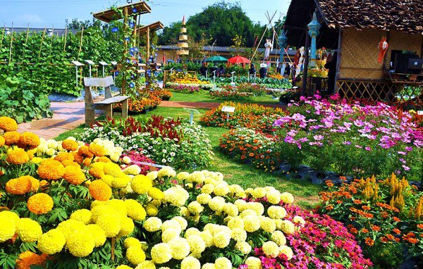 ابو غسان On Twitter Kebun Begonia Lembang حديقة الزهور في