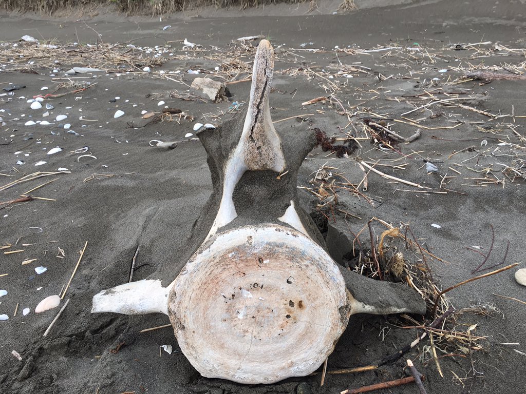 クジラの骨？　海で拾ったバカデカい骨 クジラの骨？ 海で拾ったバカデカい骨 - メルカリ
