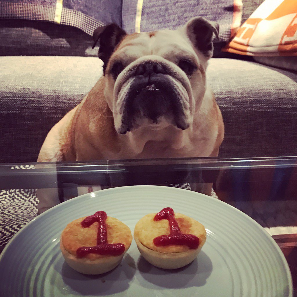 dognamedchopper's tweet photo. Yo, it's my birthday. Am gonna party like it's my birthday, am gonna eat party pies cause it's my birthday...! https://t.co/rV7nzyBR5R